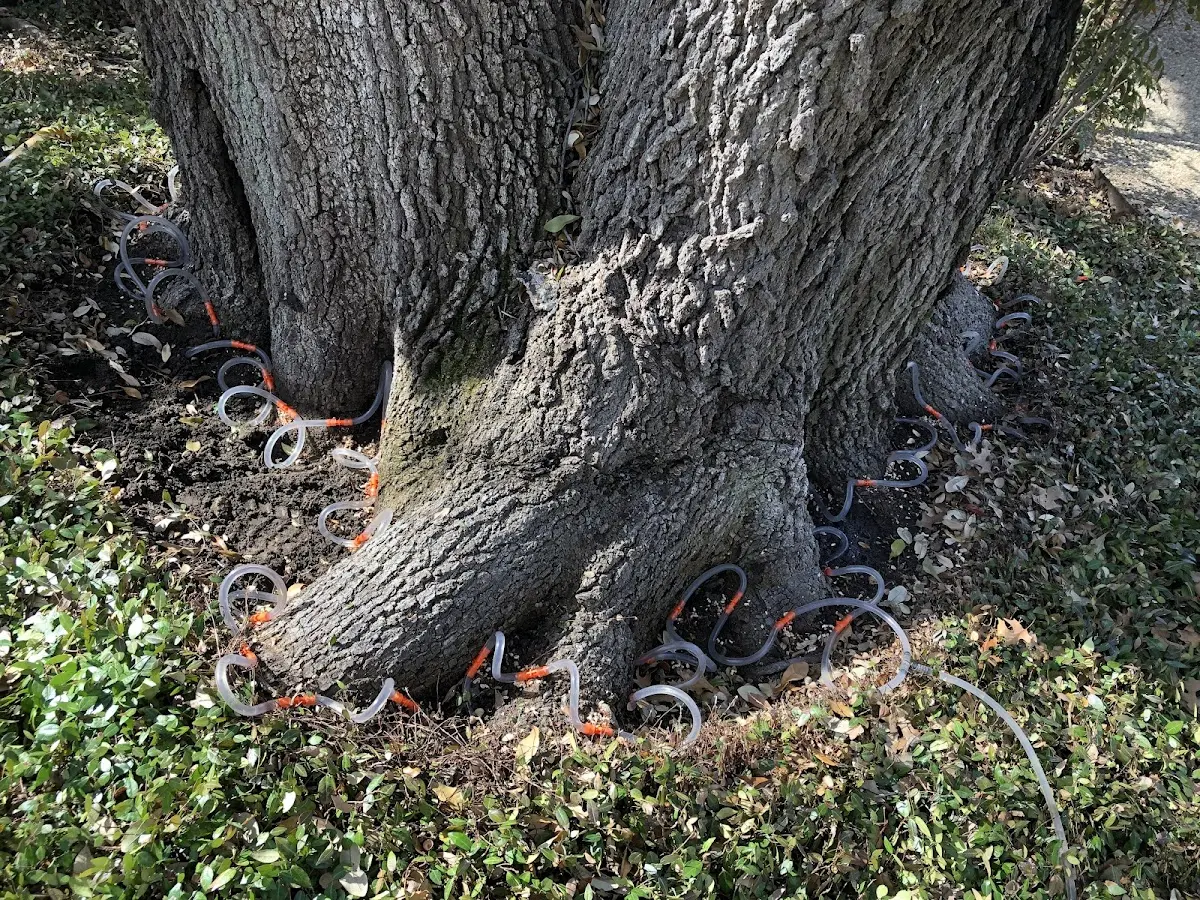 Detailed Tree Cabling and Bracing job site in Larkspur