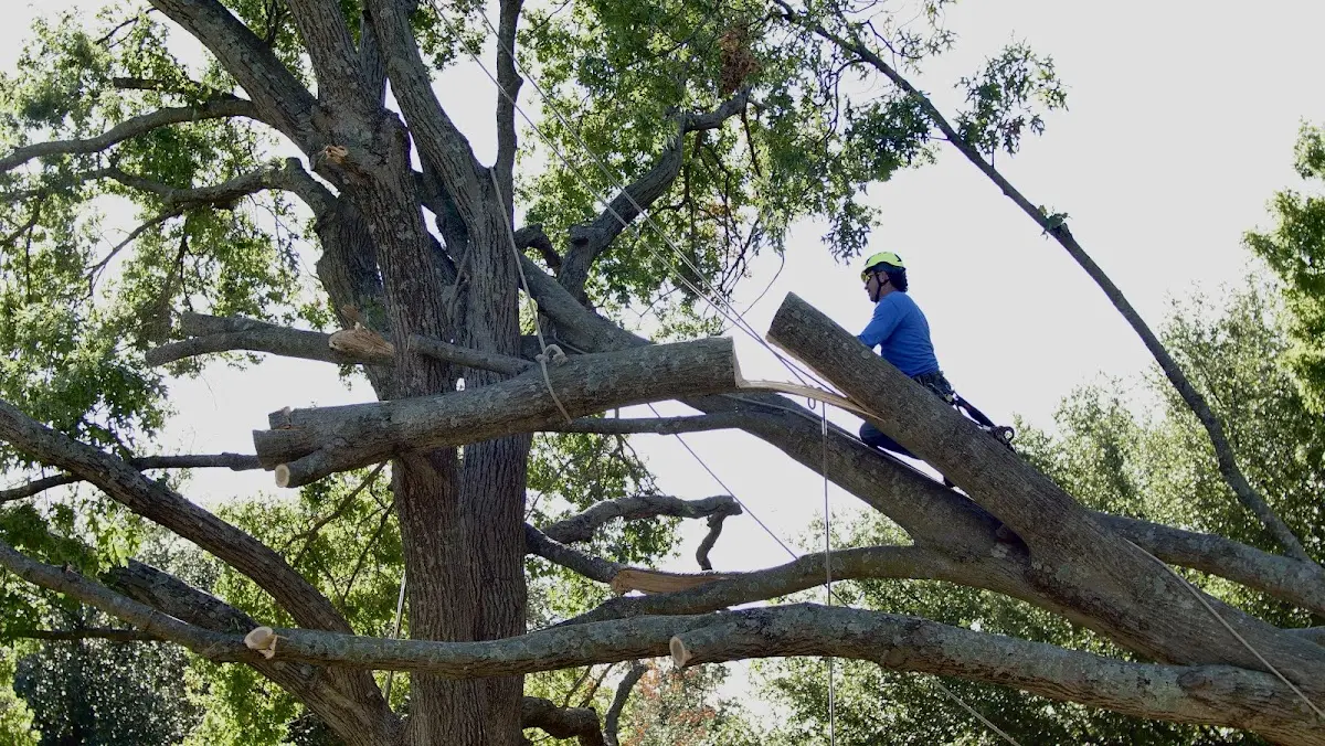 Professional Hazardous Tree Removal performed by certified arborists in Larkspur